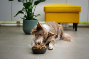 Dog Food Recall